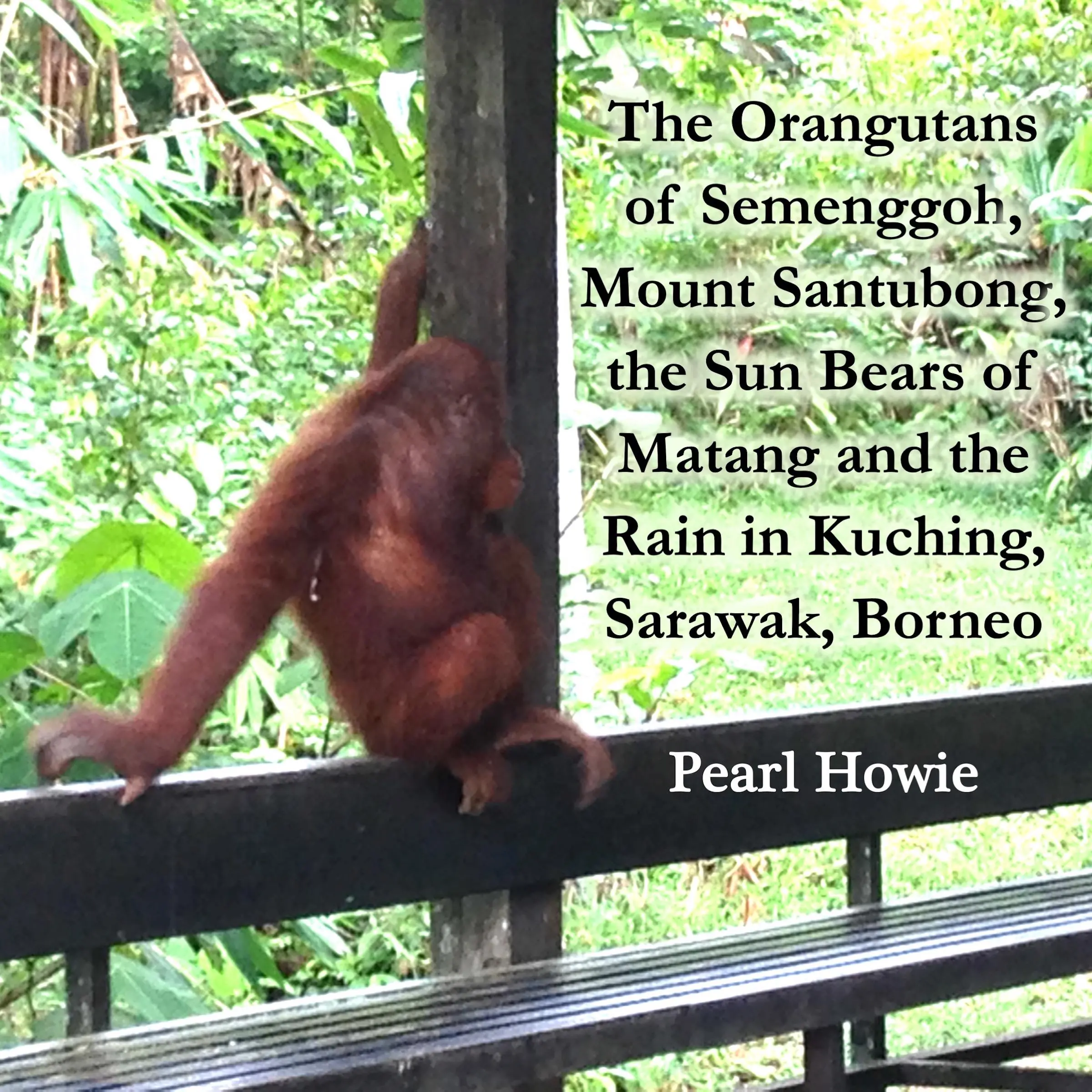 The Orangutans of Semenggoh, Mount Santubong, the Sun Bears of Matang and the Rain in Kuching, Sarawak, Borneo by Pearl Howie