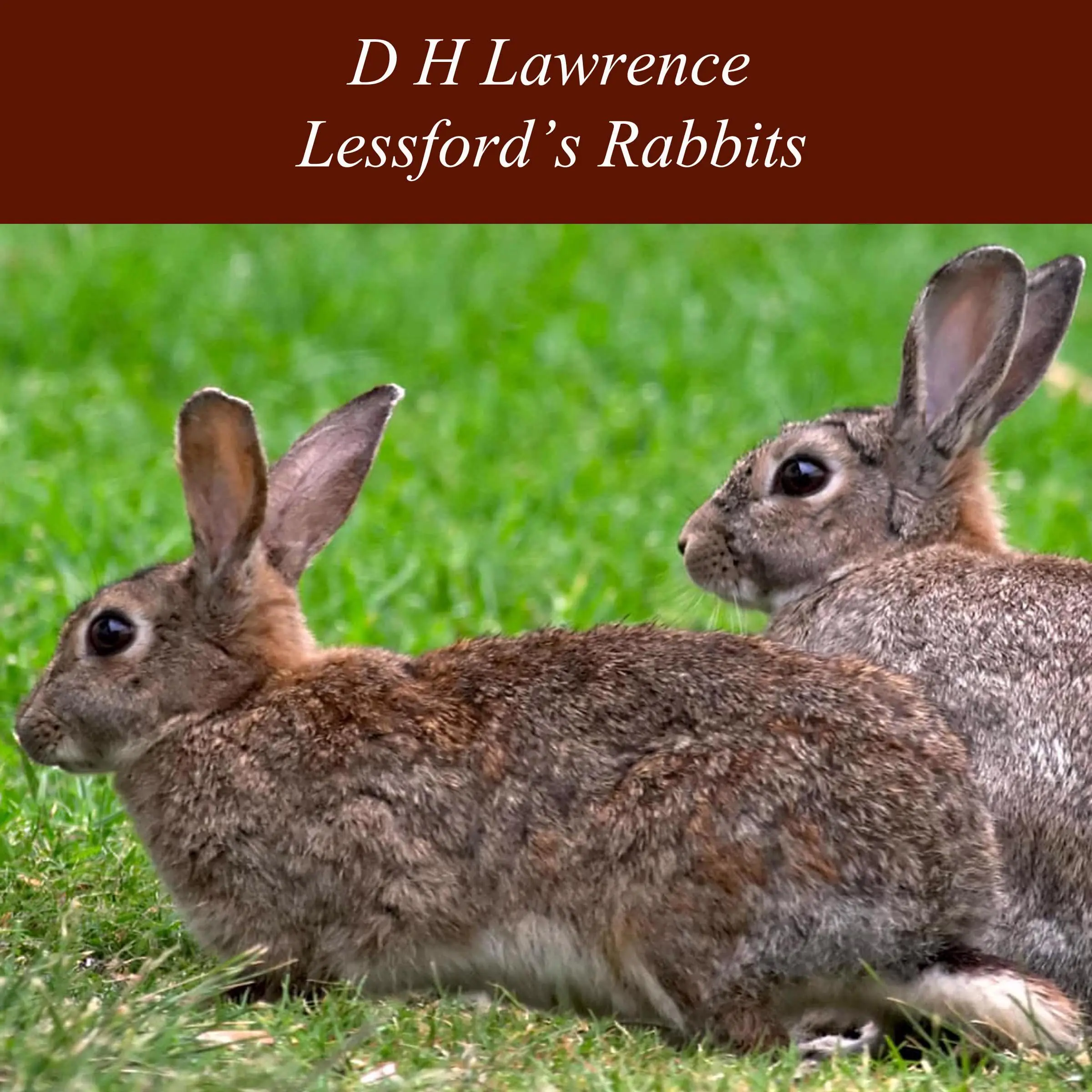 Lessford's Rabbits by D H Lawrence