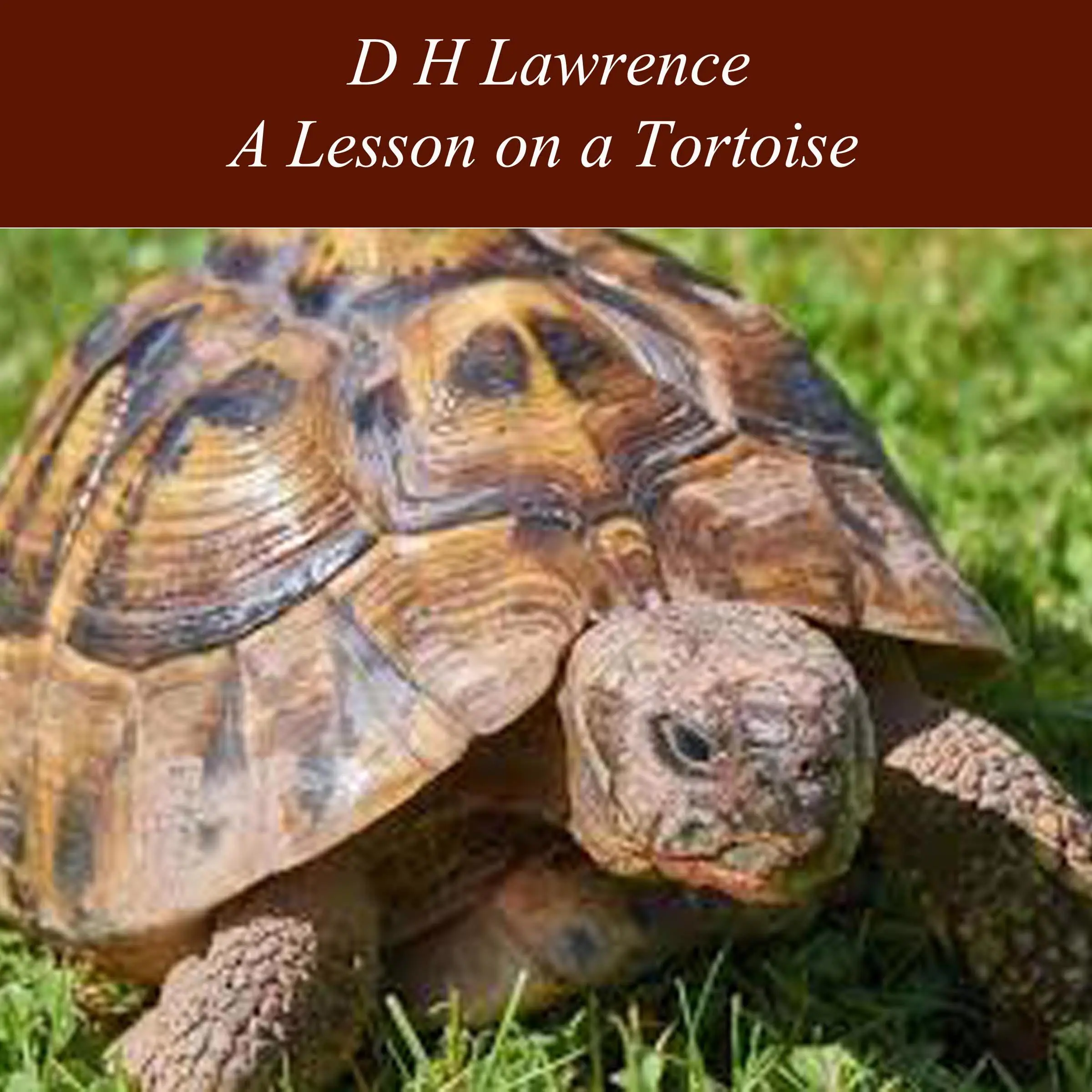 A Lesson on a Tortoise by D H Lawrence