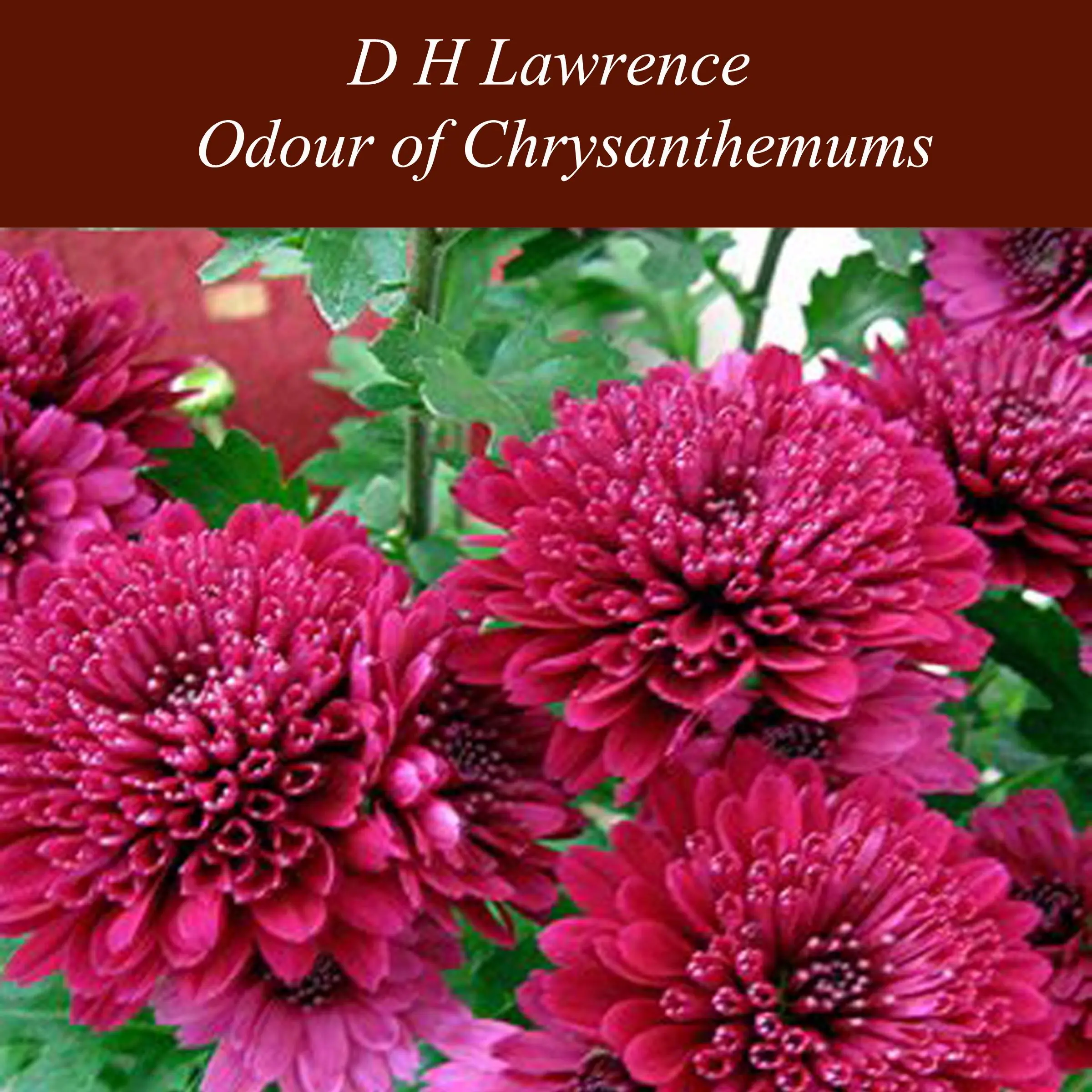 Odour of Chrysanthemums by D H Lawrence