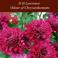 Odour of Chrysanthemums Audiobook by D H Lawrence