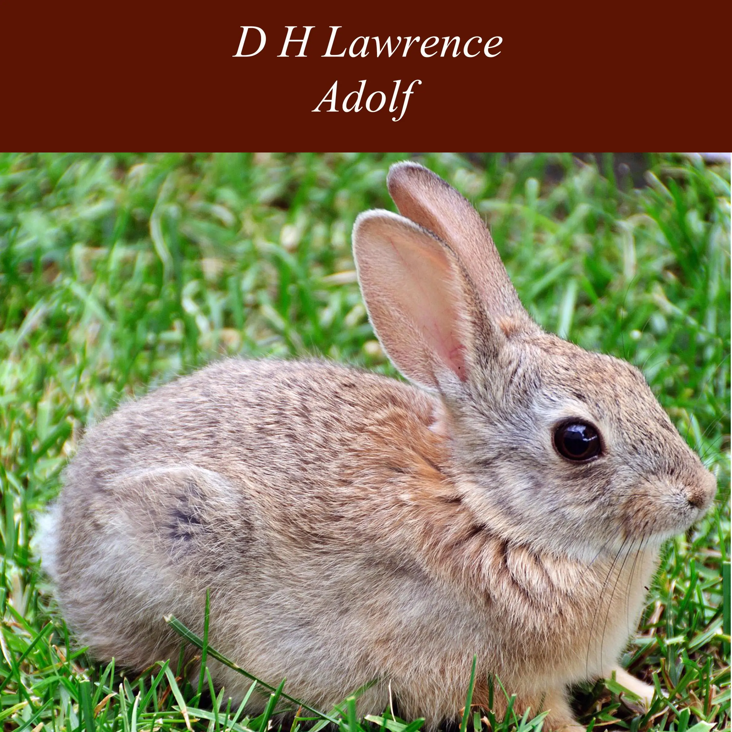 Adolf by D H Lawrence Audiobook