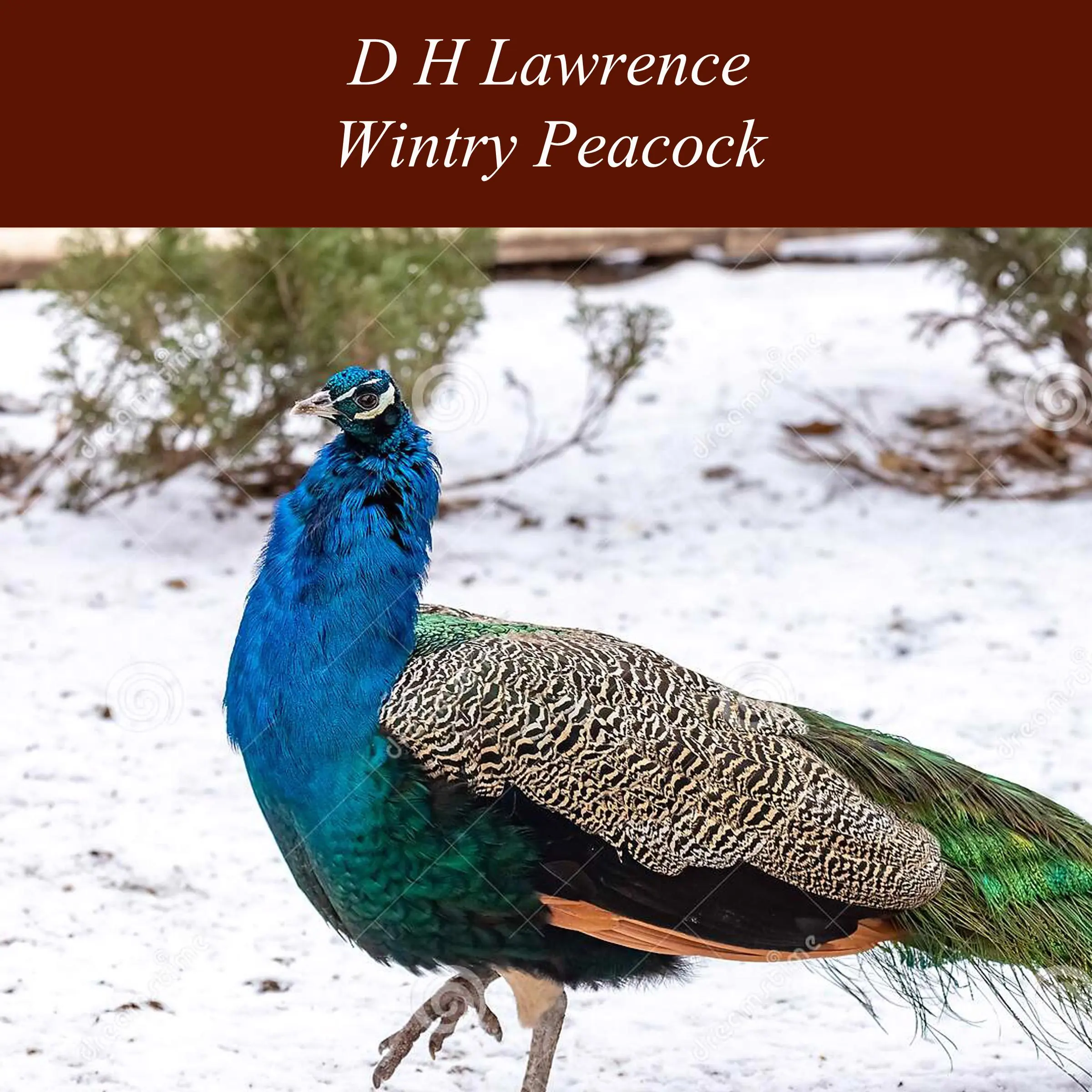 Wintry Peacock by D H Lawrence Audiobook