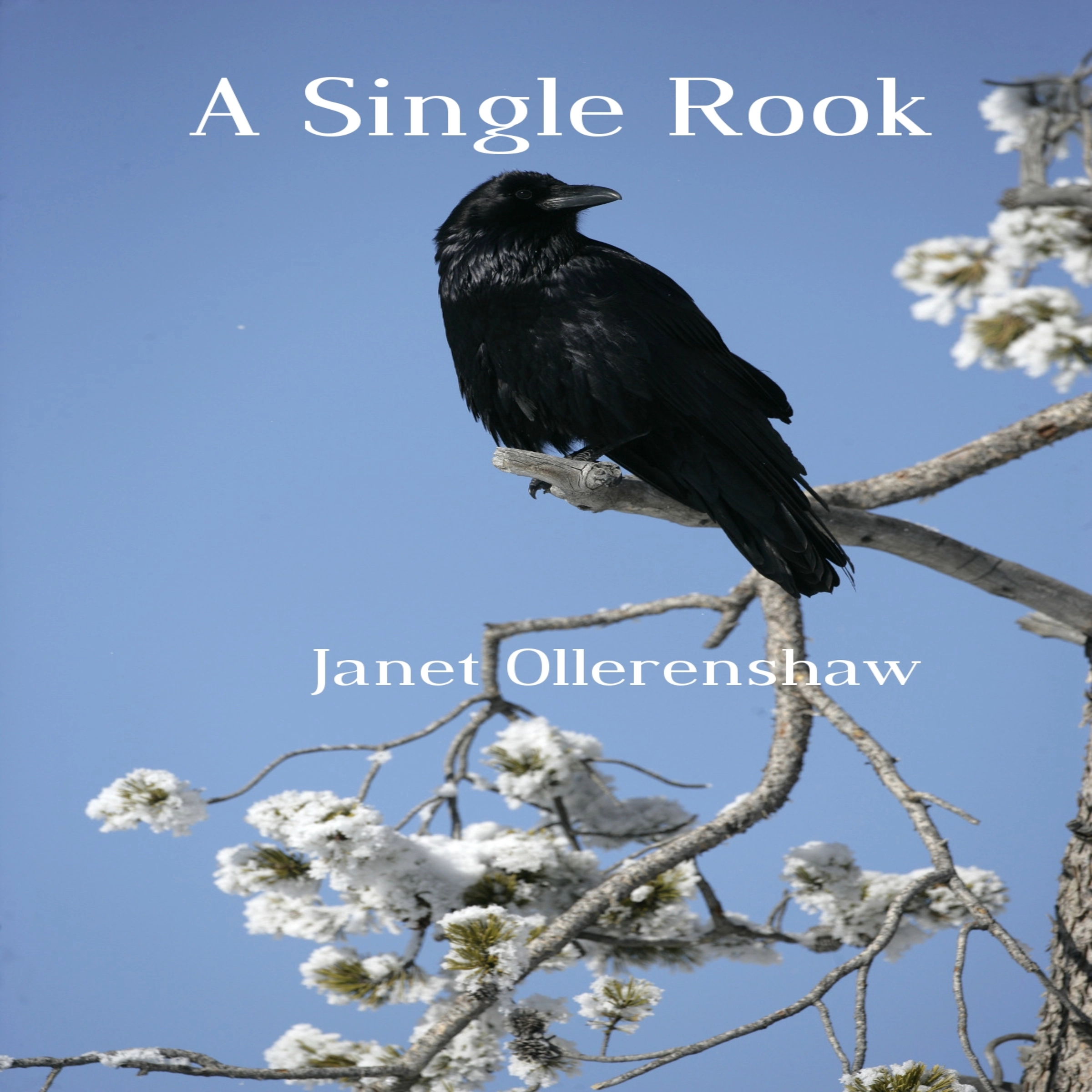 A Single Rook by Janet Ollerenshaw Audiobook